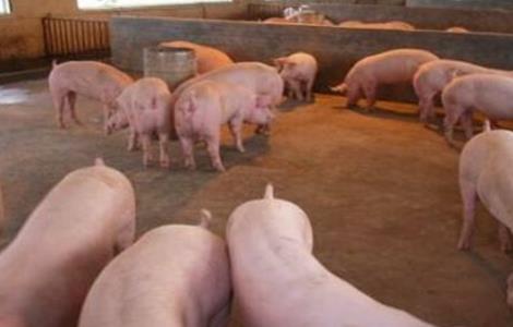 养猪时常见的错误喂养行为 养猪时常见的错误喂养行为有