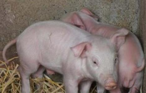 热应激对猪的影响 冷应激对猪的影响