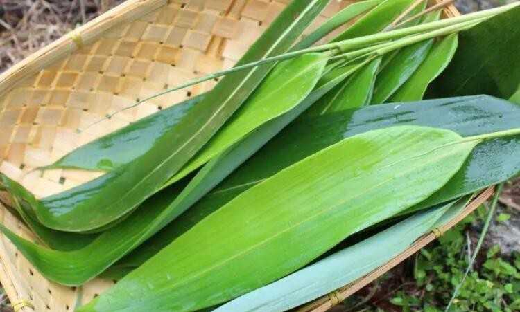 芦苇叶怎么保存 芦苇叶怎么保存一年