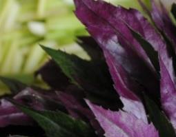 紫背天葵的功效与作用图片 紫背天葵的功效与作用