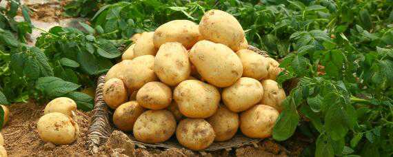 中薯5号种薯的特征 中薯5号种薯的特征和作用