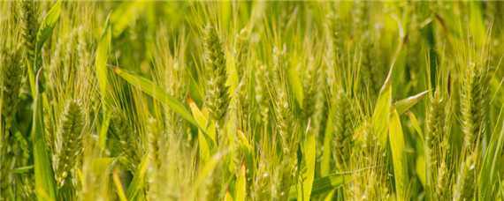 小麦扬花期过后多久是灌浆期 小麦扬花期过后多久是灌浆期结束