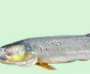 黄钻鱼的营养价值及功效 黄钻鱼的营养价值及功效与作用