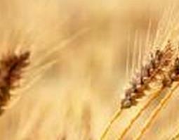 荞麦有什么用 荞麦秸的功效与作用