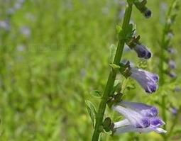 白花蛇舌草和半枝莲的副作用 半枝莲的副作用