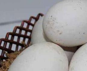 鹅蛋不能和什么一起吃 鹅蛋不能和什么一起吃,鹅蛋和什么相克