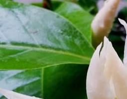 白兰花的药用价值与功效图片 白兰花的药用价值与功效