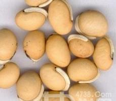 白扁豆的功效与作用及副作用 白扁豆的功效