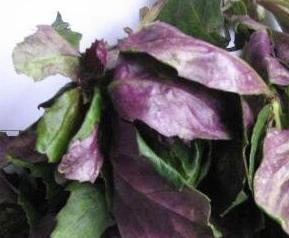 紫背天葵的功效与作用及食用方法_好豆食材百科 紫背天葵的功效与作用及食用方法
