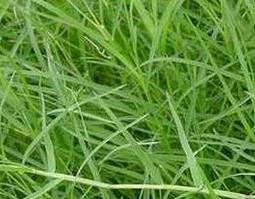 铁线草的功效与作用 铁线草的功效与作用及药用价值
