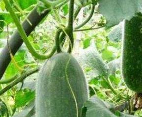 冬瓜的种植方法和时间温度 冬瓜的种植方法和时间