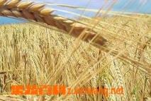 小麦胚芽油的作用 小麦胚芽油的作用及功能安利