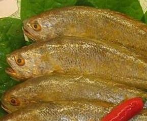 黄瓜鱼的功效与作用及禁忌 黄瓜鱼的功效与作用
