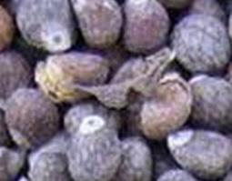 紫苏子的功效与作用及食用方法禁忌 紫苏子的功效与作用