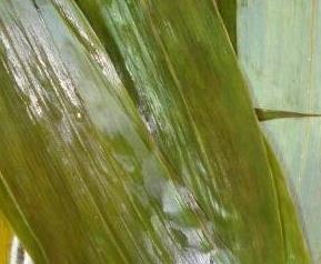 米粽叶的功效与作用 米粽叶功效和作用