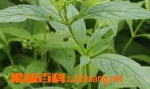 玄参的功效与作用及食用方法和禁忌 玄参的功效与作用及食用方法