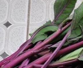 红菜苔的功效与作用及食用方法 红菜苔的功效与作用