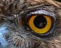 鹰的药用功效 鹰眼睛的功效与作用