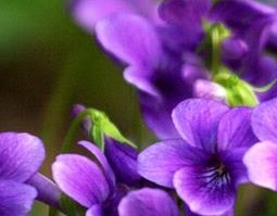 紫花地丁能泡水喝吗 紫花地丁可以冲水喝吗