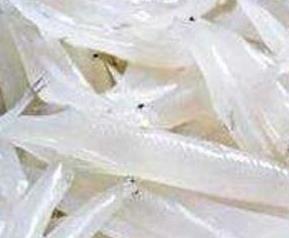 银鱼的营养价值及功效 淡水银鱼的营养价值及功效