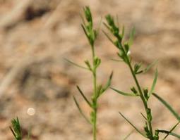 百蕊草的功效与作用,百蕊草的副作用 百蕊草有哪些功效与作用