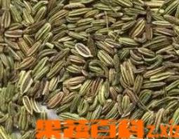 小茴香功效与作用的功效与作用 小茴香有哪些功效与作用