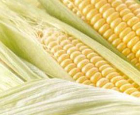 玉米有哪些功效和作用 玉米的功效与作用有哪些