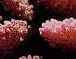 中药珊瑚的功效与作用图片 中药珊瑚的功效与作用