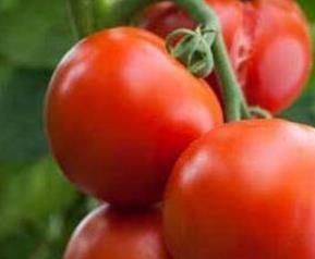 番茄如何种植方法 番茄如何种植