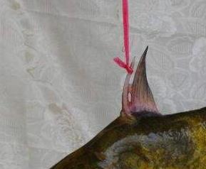 长须黄颡鱼的功效与作用及禁忌 长须黄颡鱼的功效与作用