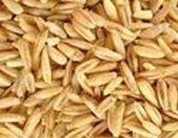 中药大麦芽的功效与作用 大麦芽的功效与作用