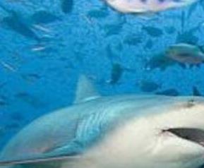 鲨鱼软骨素的功效与作用 鲨鱼软骨素的功效和作用