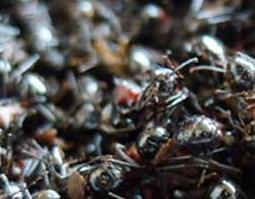 黑蚂蚁的营养价值与功效 黑蚂蚁的功效与作用的功能与主治