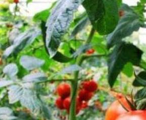 家养番茄种植技巧 番茄如何养殖