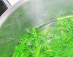 艾草煮水的功效与作用 艾草煮水的功效与作用