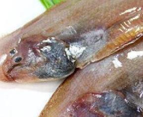 玉秃鱼的作用和功效 玉秃鱼的作用和功效禁忌