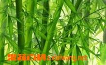 竹叶煮水的功效与作用 竹叶煮水的功效与作用禁忌