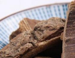 海桐皮的来源与用法 海桐皮的来源与用法与功效