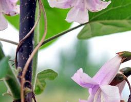 梧桐花的功效与作用,梧桐花的副作用松 梧桐花的功效与作用