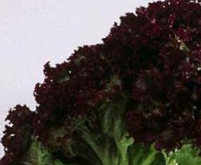 紫叶生菜和生菜的区别在哪里 紫叶生菜和生菜的区别