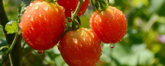 蕃茄栽培技术 蕃茄栽培技术与管理