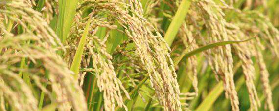 水稻叶尖发黄干枯是什么原因 水稻叶尖发黄干枯是什么原因引起的