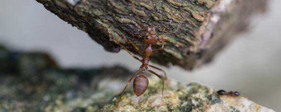 红火蚁用什么药可以杀死（除红火蚁的药）