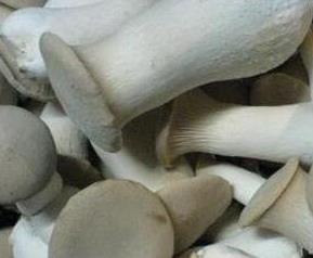 鸡腿菇的功效与作用 鸡腿菇的功效与作用及食用方法