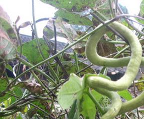 蛇瓜的功效与作用蛇瓜的吃法 蛇瓜的功效与作用
