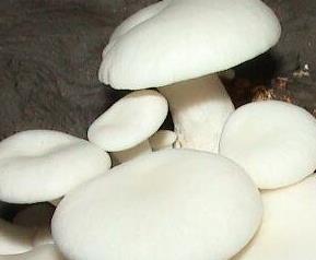 小白菇的功效与作用是什么 小白菇的功效与作用