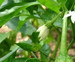 圆辣椒叶的功效与作用 椒叶子的功效与作用