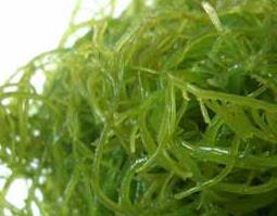 海藻功效与作用 海藻功效与作用及用法