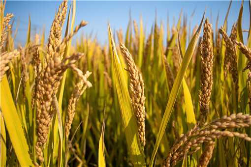 杂交水稻亩产量最高是多少（杂交水稻亩产量最高是多少万斤）