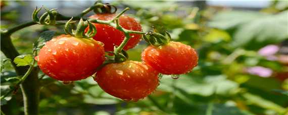 西红柿管理方法和过程 西红柿的管理技术要点